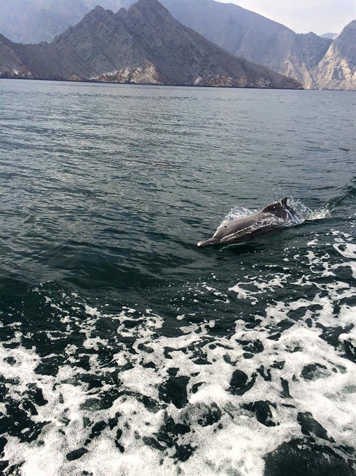 Half Day Khasab Musandam Dhow Cruise (Morning /Afternoon Group) gallery photo 1